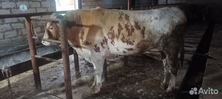 Бычки герефорд