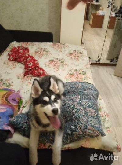 Сибирский хаски