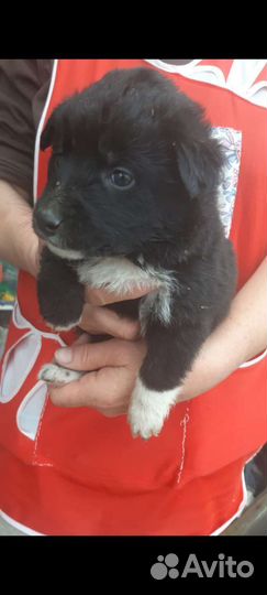 Собака в добрые руки отдам бесплатно