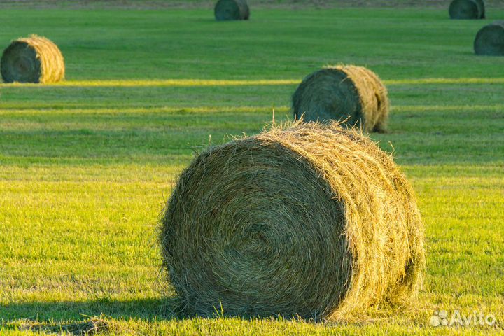 Сено в рулонах