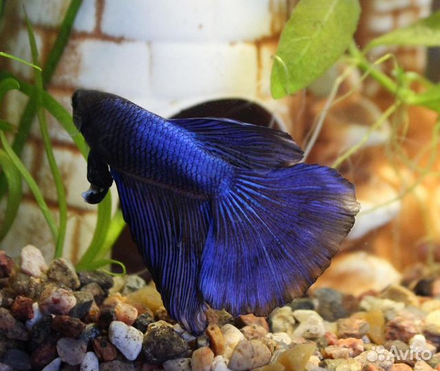 Рыбка петушок самец