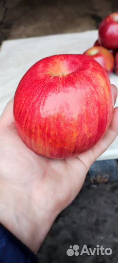 Яблоки домашние