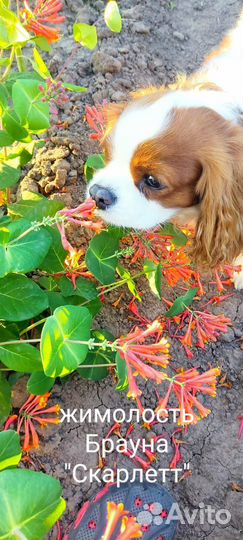 Осень. Саженцы декоративных растений