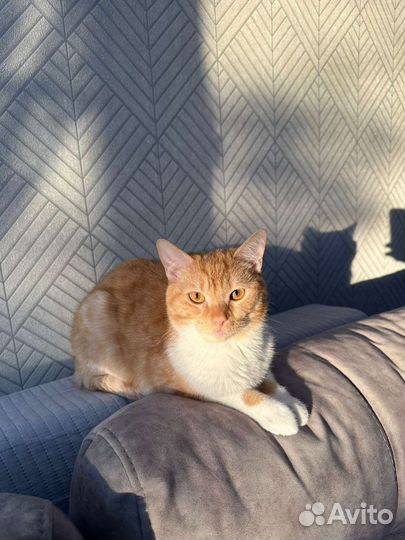 Отдам кота в добрые руки