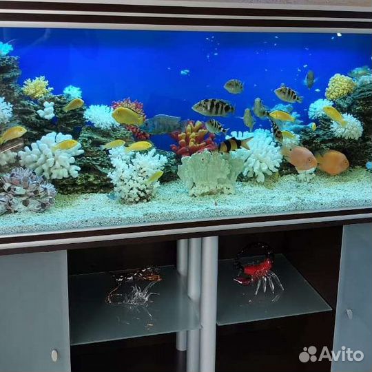 Аквариумист, обслуживание аквариумов, террариумов