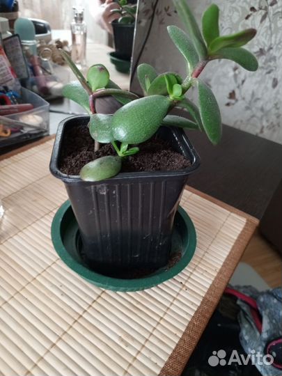 Крассула толстянка