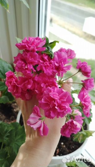 Пеларгонии сортовые