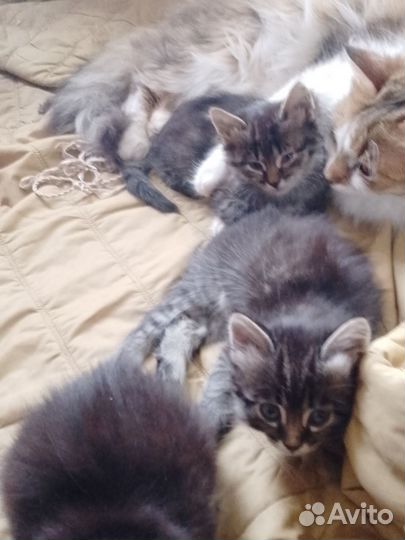 Кошки