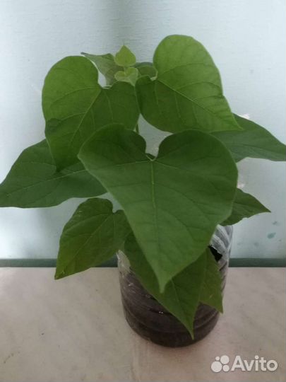 Саженцы катальпы