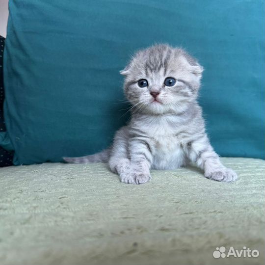 Шотландская вислоухая