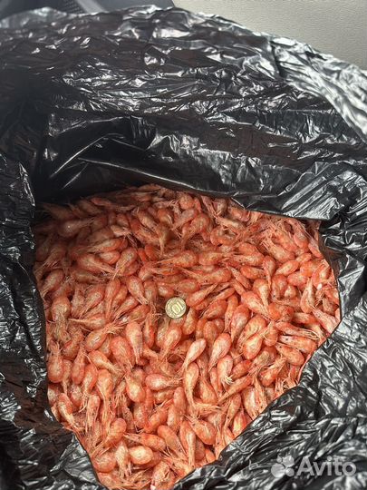 Черноморская-Азовская Креветка от производителя