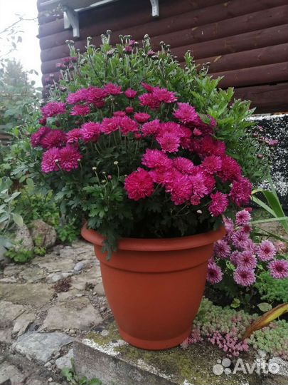 Хризантема мультифлора шаровидная, чере