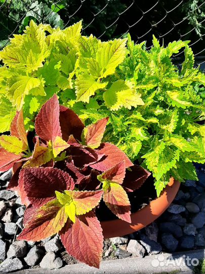 Колеус вегетативный