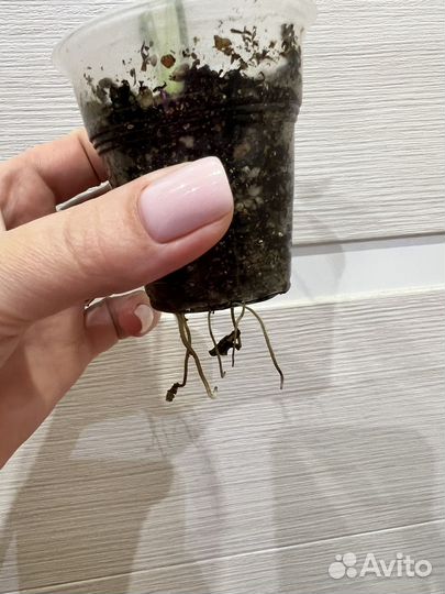 Эпипремнум годзилла/сциндапсус