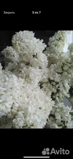 Сирень сорта разные