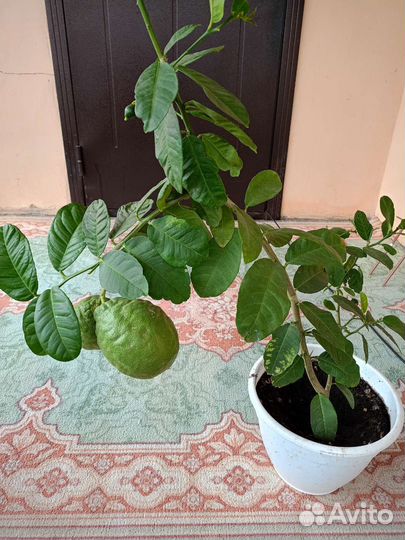 Лимонное дерево с плодами