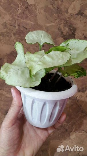 Комнатные растения цветы