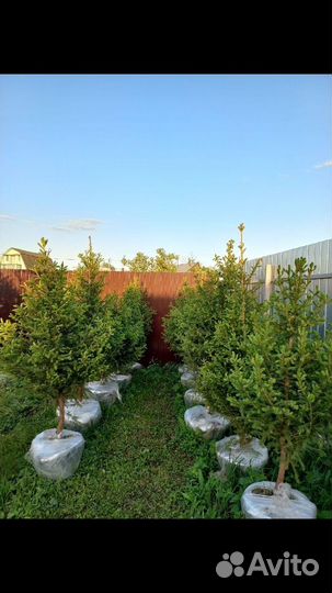 Ель кедр пихта