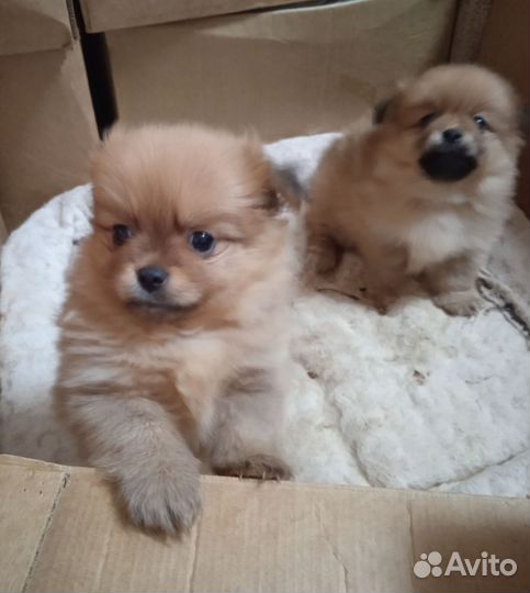 Щенки шпица