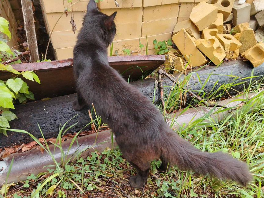 Отдам ласкового котика в добрые руки