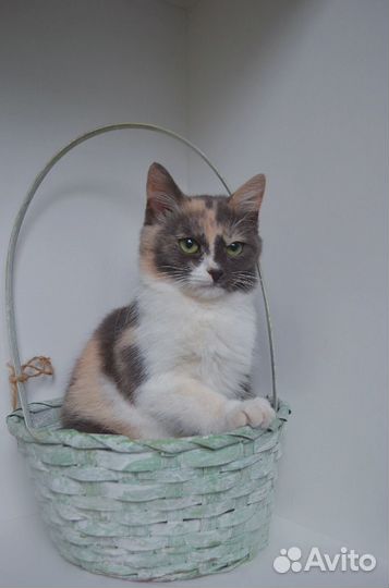Кошечка в добрые руки отдается без самовыгула