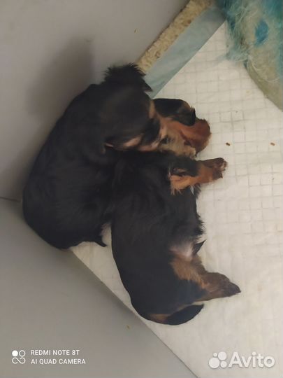 Щеночки йорка