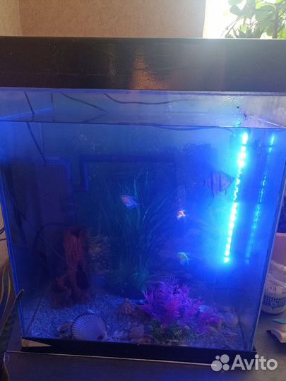 Аквариум
