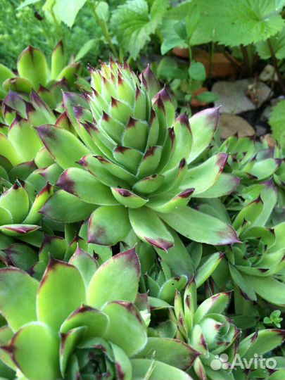 Каменная роза