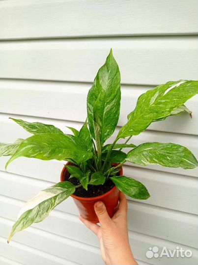 Спатифиллум Gemini (Джемини)