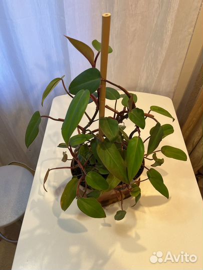 Филодендрон