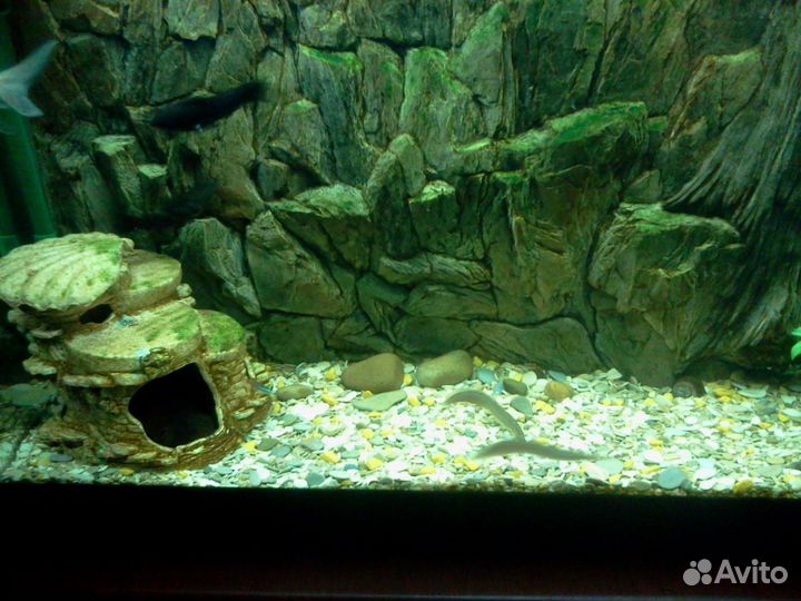 Аквариум
