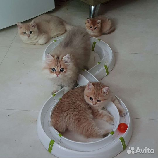 Британские золотые котята