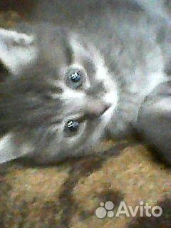 Отдам котят