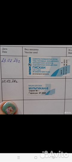 Среднеазиатская овчарка