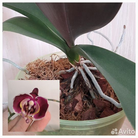 Орхидея