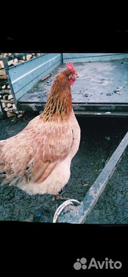 Инкуционное яйцо