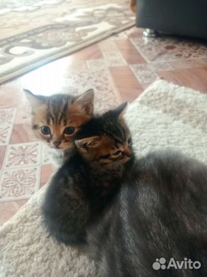 Кошка британские