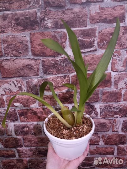 Орхидея камбрия