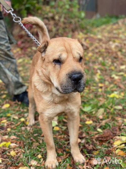 Разные щенки и собаки хотят домой