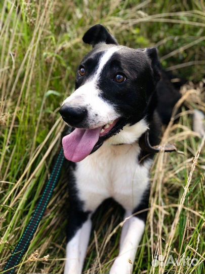 Собака в добрые руки