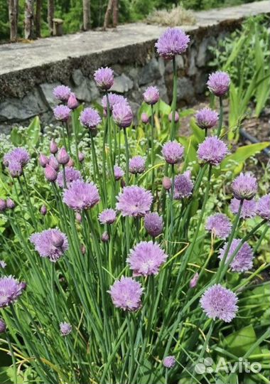 Лук скорода