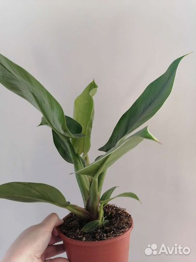 Филодендрон