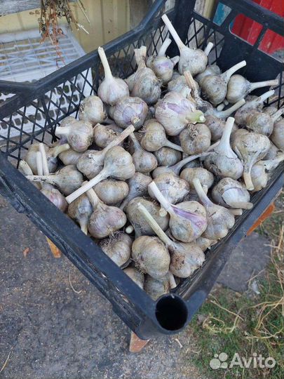 Чеснок озимой