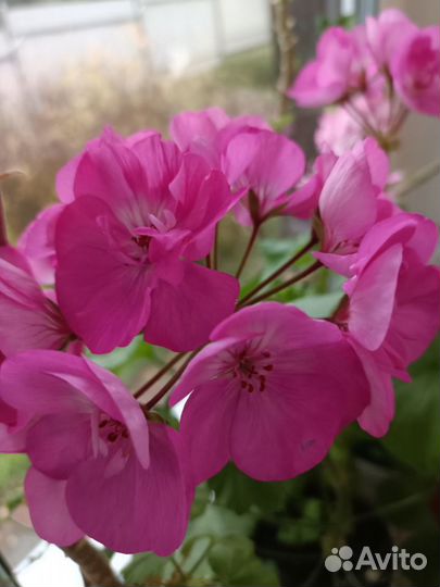 Пеларгония(герань)