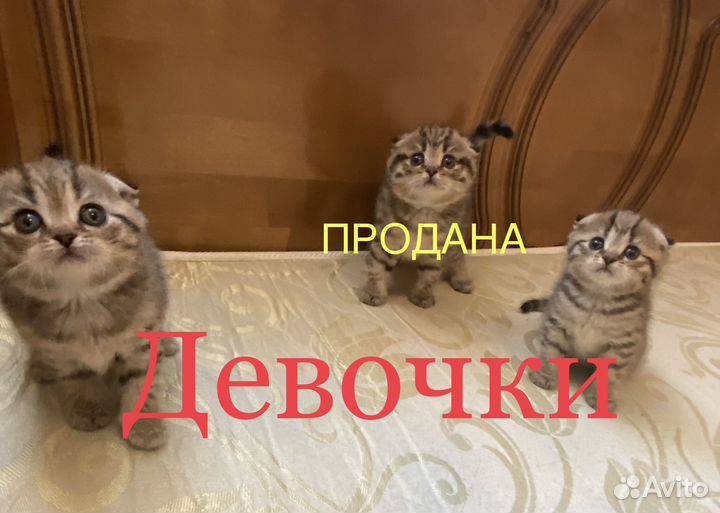 Шотландские котята
