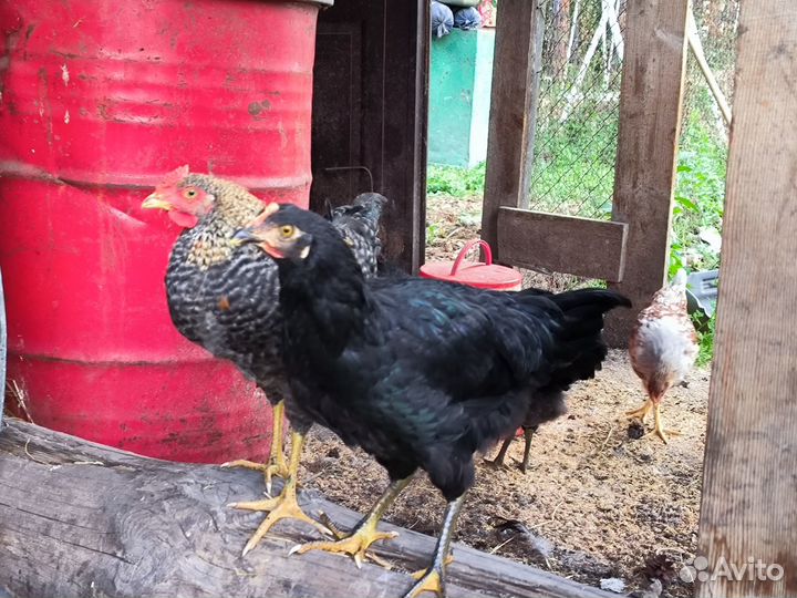 Молодые петушки, породы маран, синь-синь-дянь