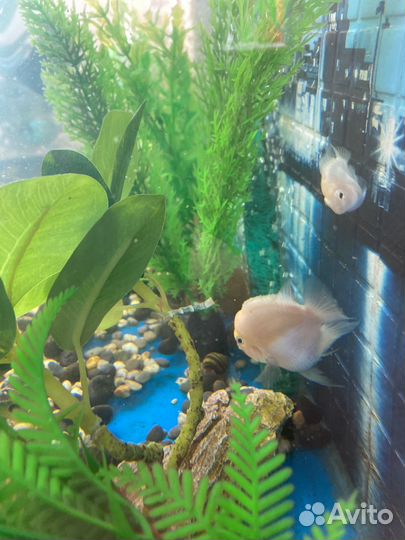 Аквариум с тумбой 200л