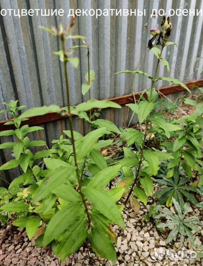 Мыльнянка(сапонария)