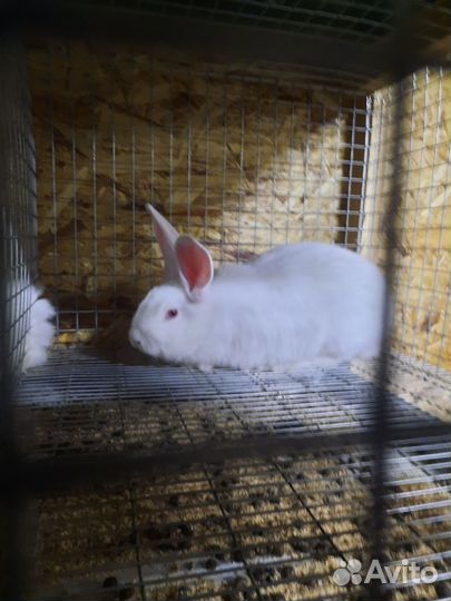 Кролики Белый Паннон