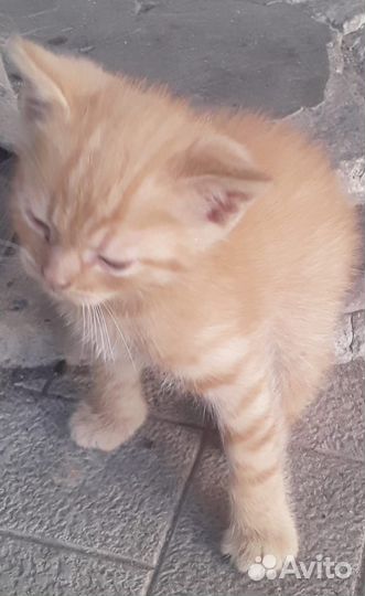 Котёнок